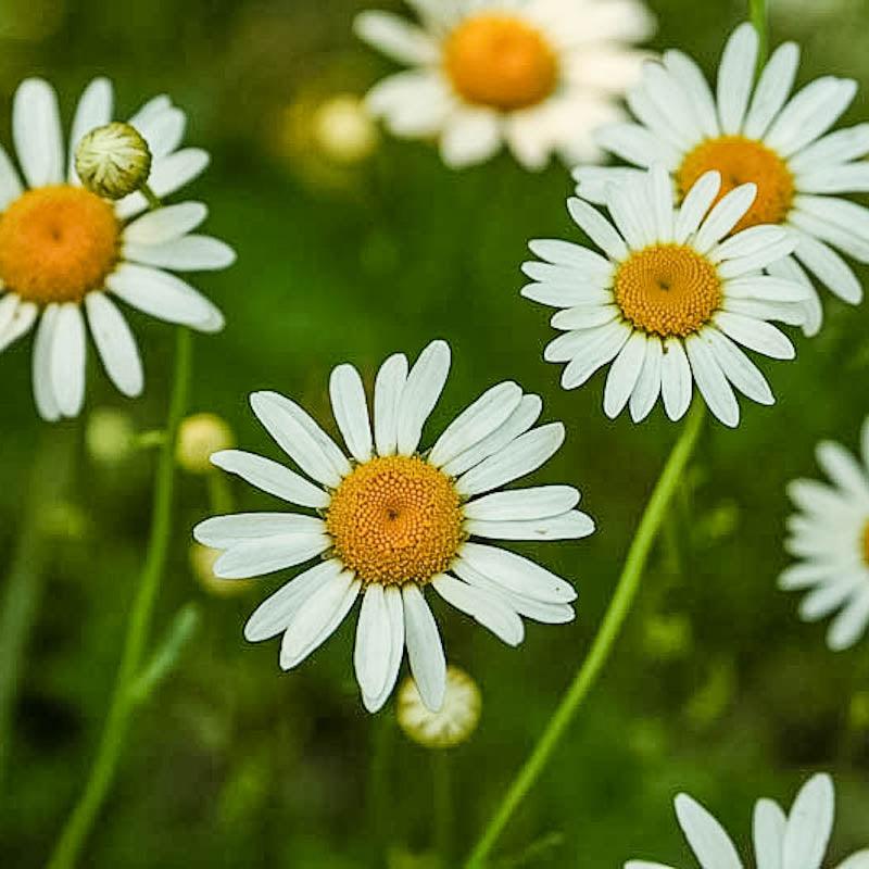 Chamomile Seeds (Organic) Peaceful Valley