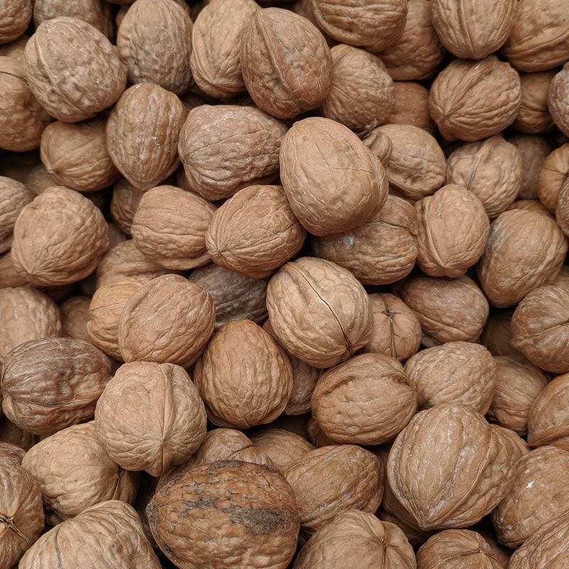 Chandler Walnut Tree Grow Organic