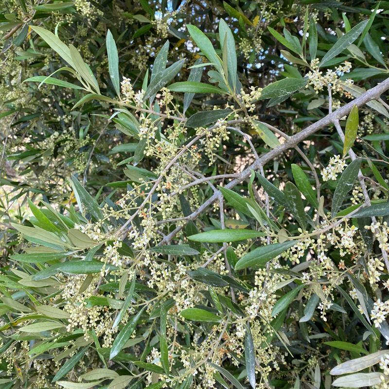 Chemlali Olive Tree Grow Organic