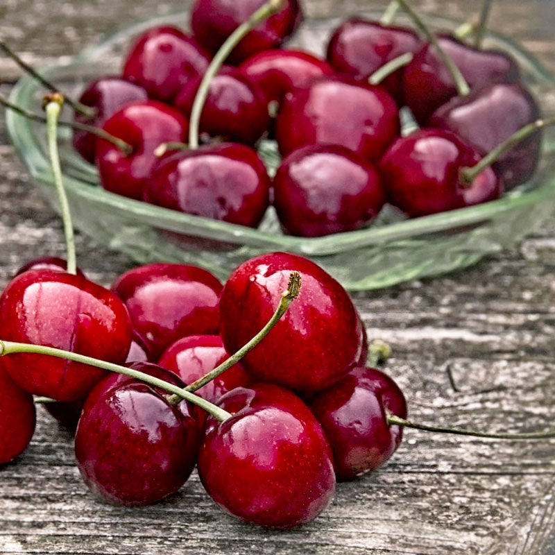 Craig's Crimson Cherry Tree Grow Organic