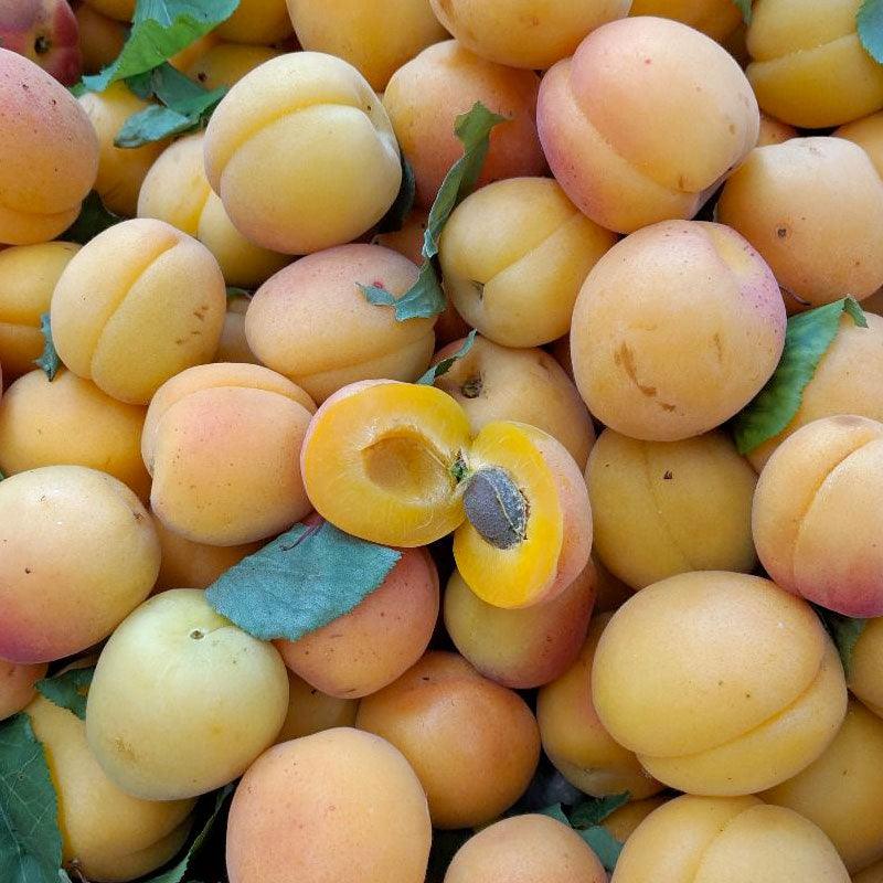 Chinese Apricot Tree Grow Organic