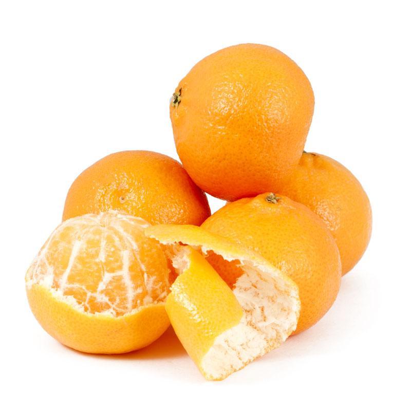 Clementine Mandarin Tree (Potted) Primo Size 24"-36" Four Winds Growers