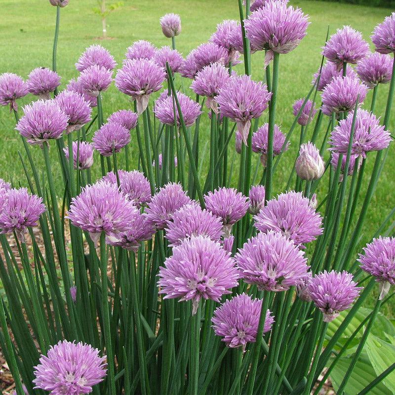 Chives Seeds (Organic) Peaceful Valley