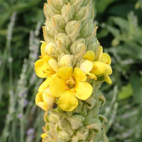 Mullein (Organic) Strictly Medicinal
