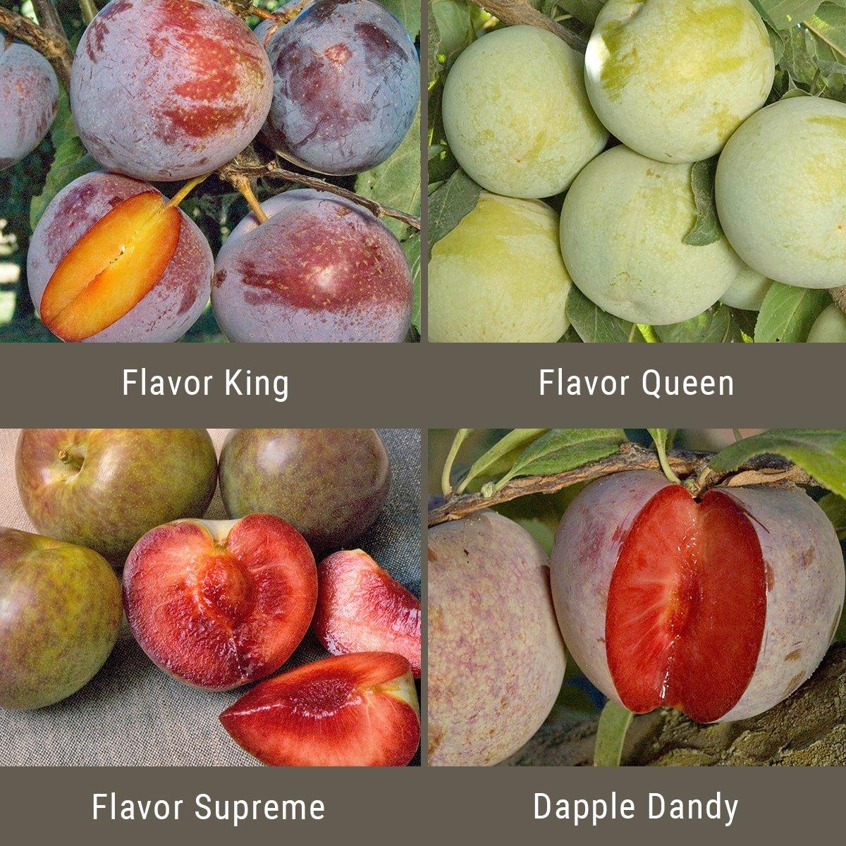"Constant Harvest" Pluot 4 on 1 Multiple Grafted Fruit Tree Grow Organic