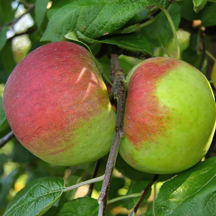 Cortland Apple Tree Grow Organic
