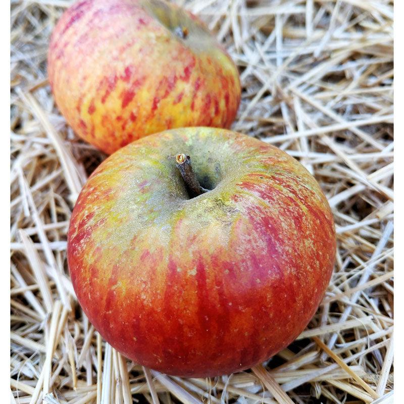 Cox Orange Pippin Apple Tree Grow Organic