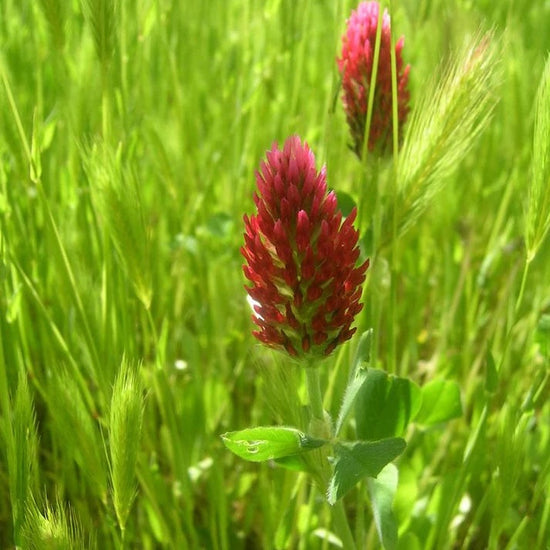 crimson-clover-nitrocoated-seed- red clover flower