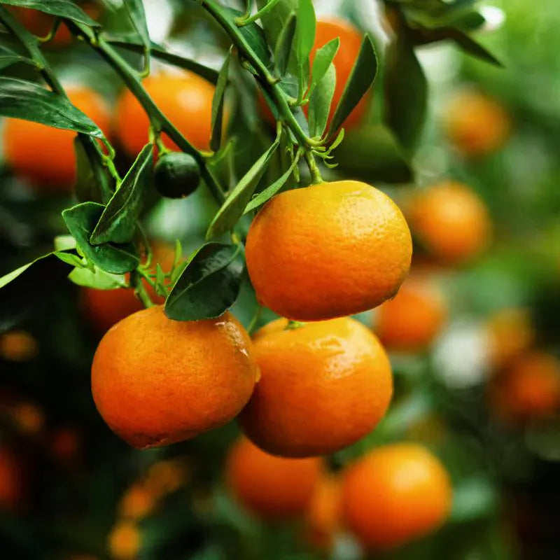 PV Dancy Semi-Dwarf Tangerine Tree Primo Size 24"-36" Four Winds Growers