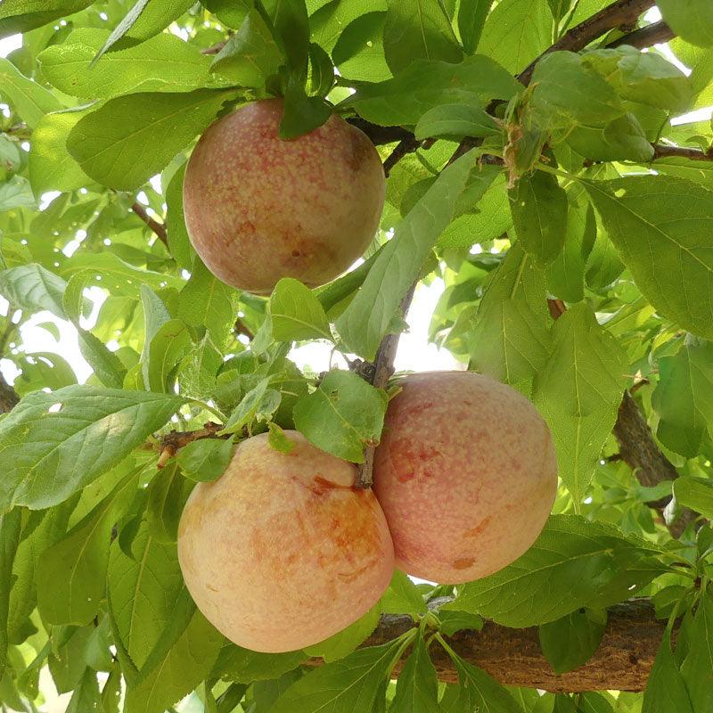 Dapple Dandy Pluot Tree Semi-Dwarf BareRoot Grow Organic