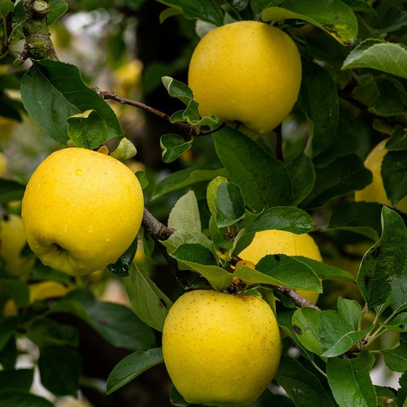 Golden Delicious Apple Tree Grow Organic