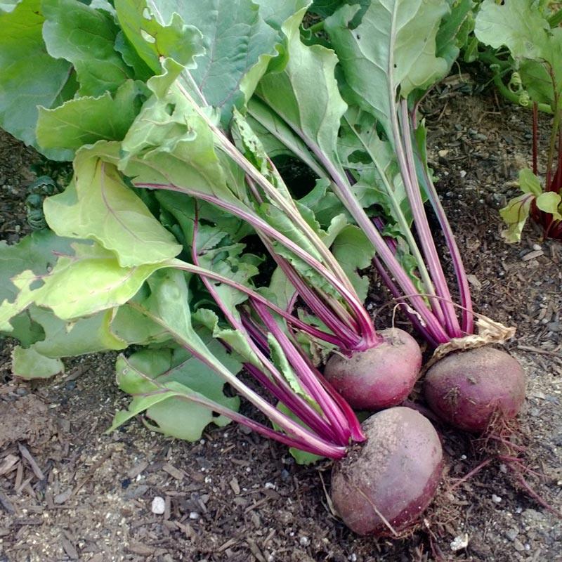 Detroit Dark Red Beet Seeds (Organic) Peaceful Valley