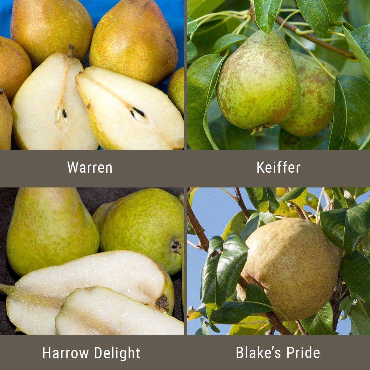 Disease Resistant Pears, 3 on 1 Multiple Grafted Fruit Tree Grow Organic