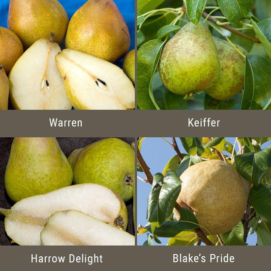 Disease Resistant Pears, 3 on 1 Multiple Grafted Fruit Tree Grow Organic