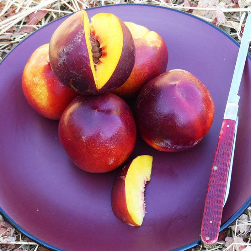 Double Delight Nectarine Tree Grow Organic