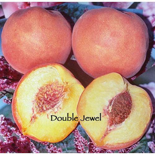 Double Jewel Peach Tree Grow Organic