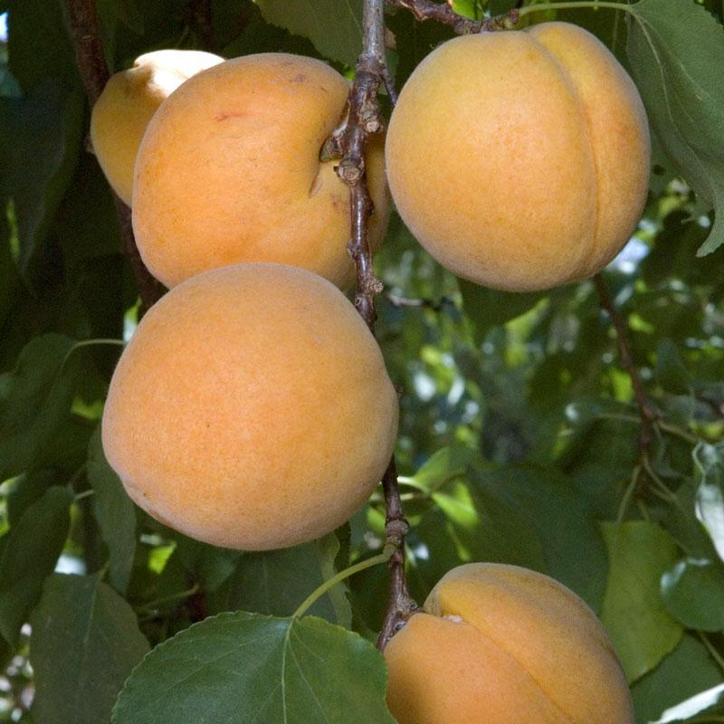 Earli Autumn Apricot Tree Grow Organic