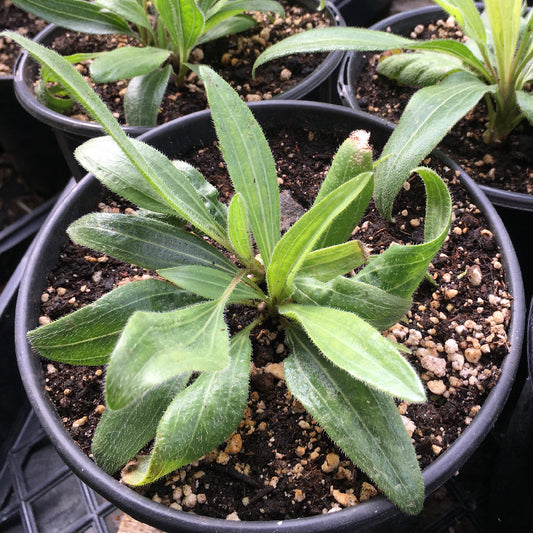 Organic Echinacea Angustifolia (1 Gallon)