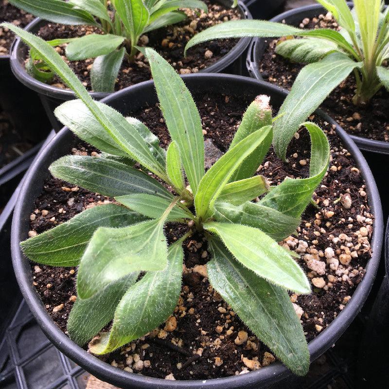 Organic Echinacea Angustifolia (1 Gallon) Grow Organic