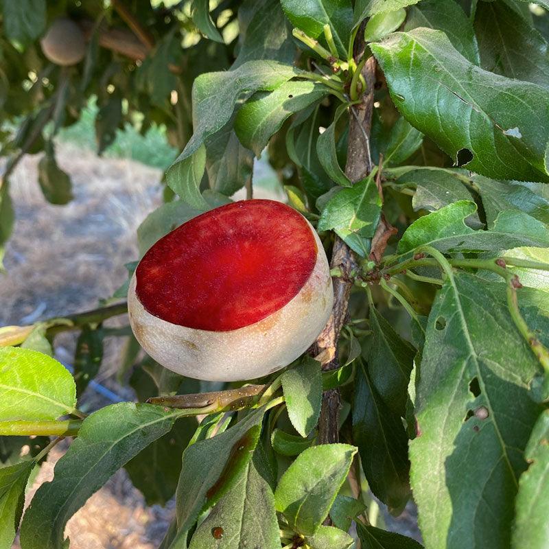 Elephant Heart Plum Tree Grow Organic