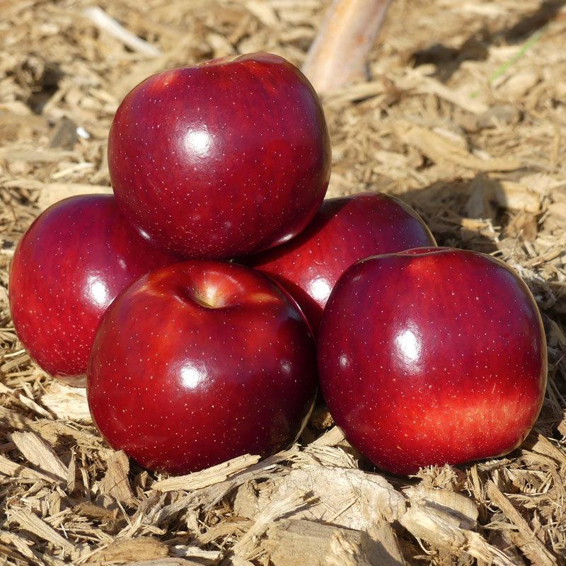 Empire Apple Tree Grow Organic