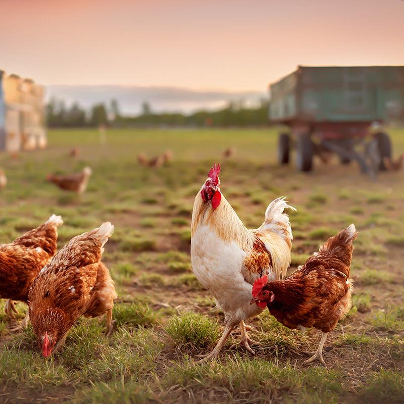 Organic Feather Meal 12.8-0-0 (50 lb) Grow Organic