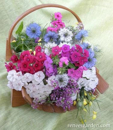 Fairy Garden Mix Renee's Garden