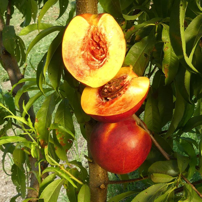 Fantasia Nectarine Tree Semi-Dwarf BareRoot Grow Organic