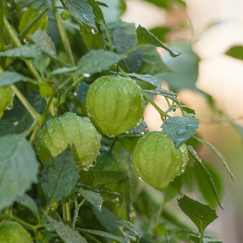 Verde Tomatillo Seeds (Organic) Peaceful Valley