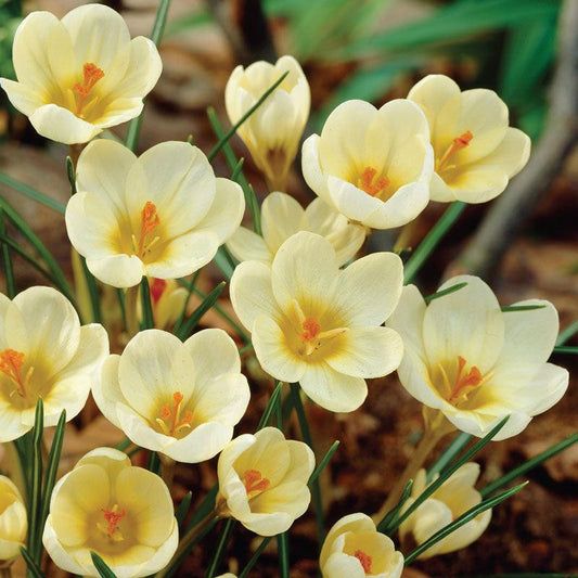 Cream Beauty Crocus Bulbs (Pack of 15) Netherland Bulb Company