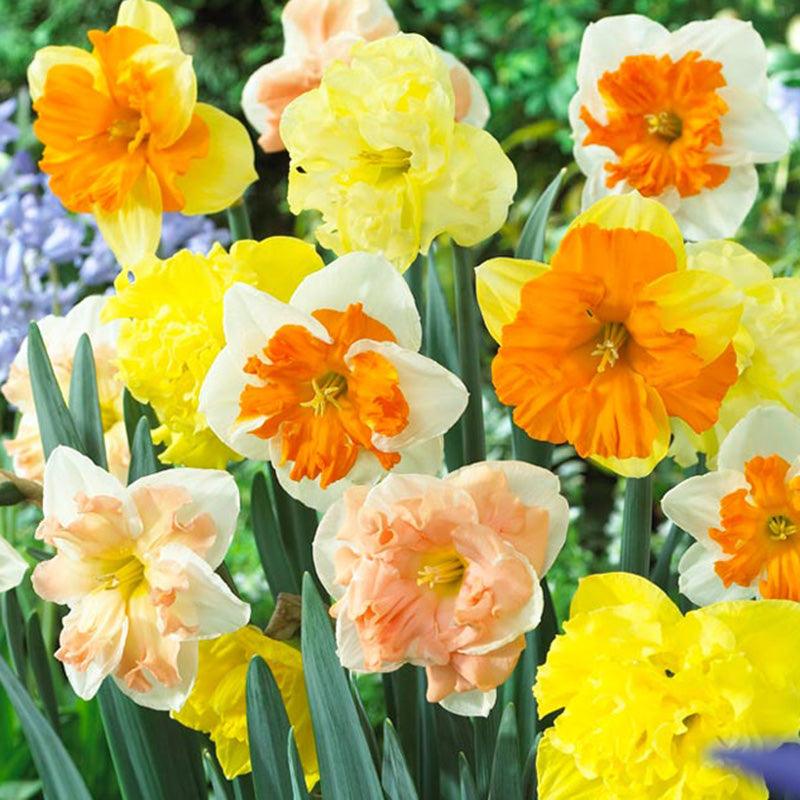 Split Corona Narcissus Butterfly Mix (Pack of 8) Netherland Bulb Company