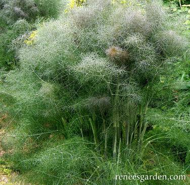 Smokey Bronze Fennel Renee's Garden