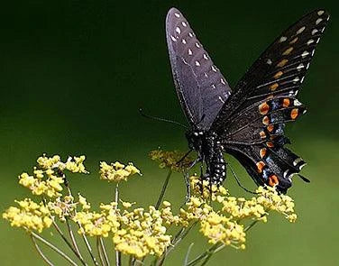 Smokey Bronze Fennel Renee's Garden