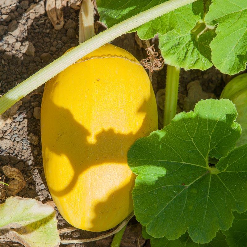 Spaghetti Winter Squash Seeds (Organic) Peaceful Valley