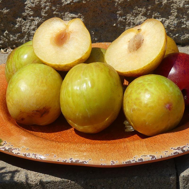 Flavor Grenade Pluot Tree Grow Organic