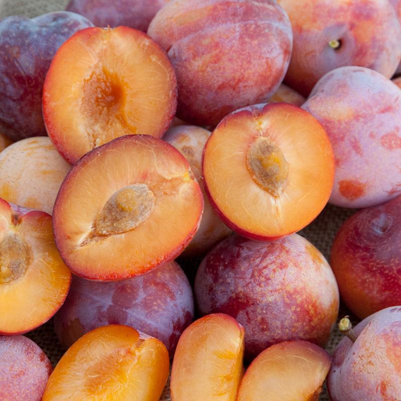 Flavor Punch Pluerry Tree Grow Organic