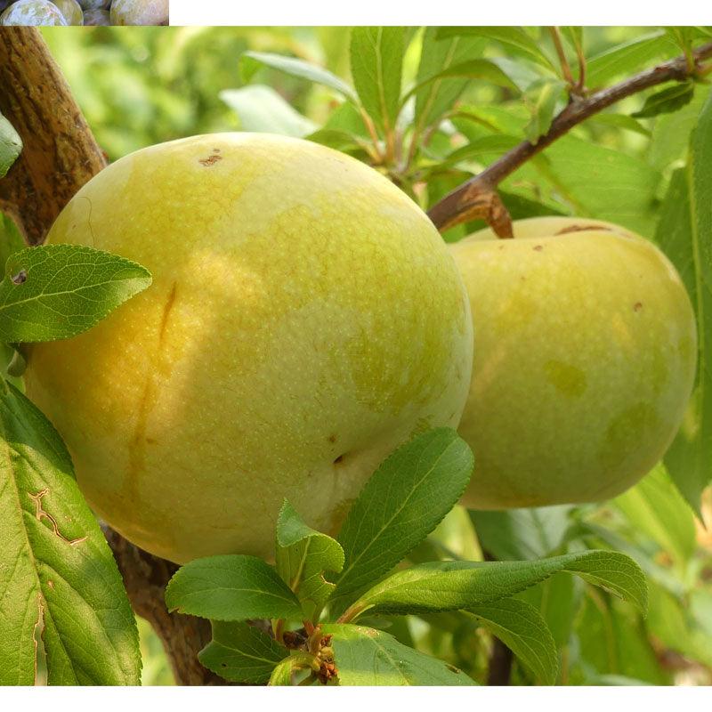 Flavor Queen Pluot Tree Grow Organic