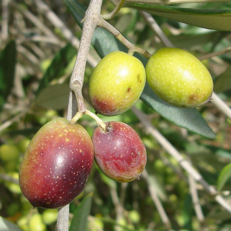 Frantoio Olive Tree Grow Organic
