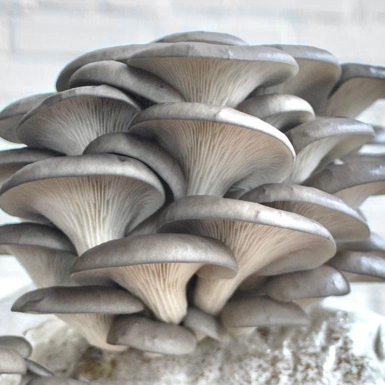 Organic Blue Oyster Mushroom Grow Kit Fruiting Block North Spore