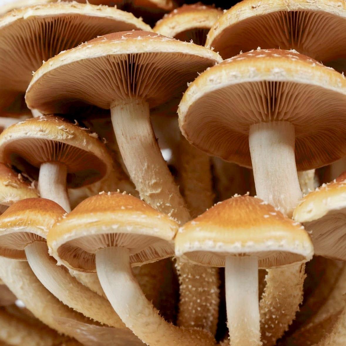 Organic Chestnut Mushroom Grow Kit Fruiting Block With Instructions North Spore