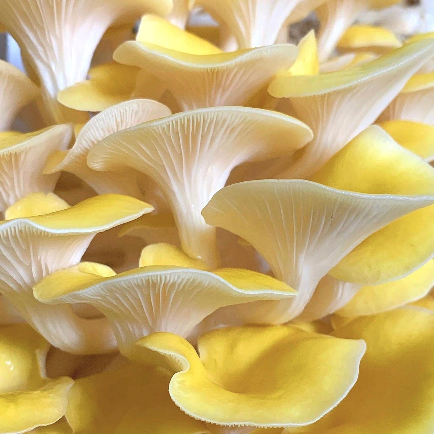 Organic Golden Oyster Mushroom Grow Kit Fruiting Block North Spore