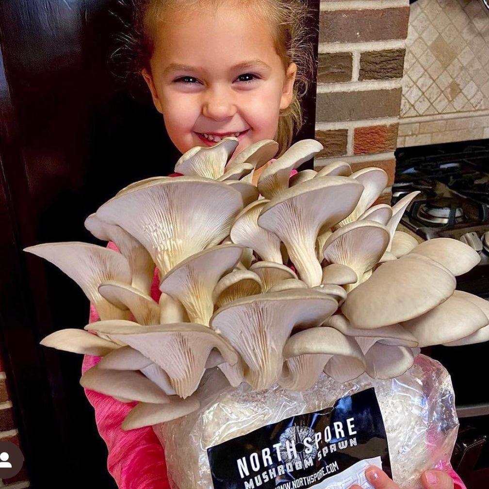 Organic Italian Oyster Mushroom Grow Kit Fruiting Block North Spore