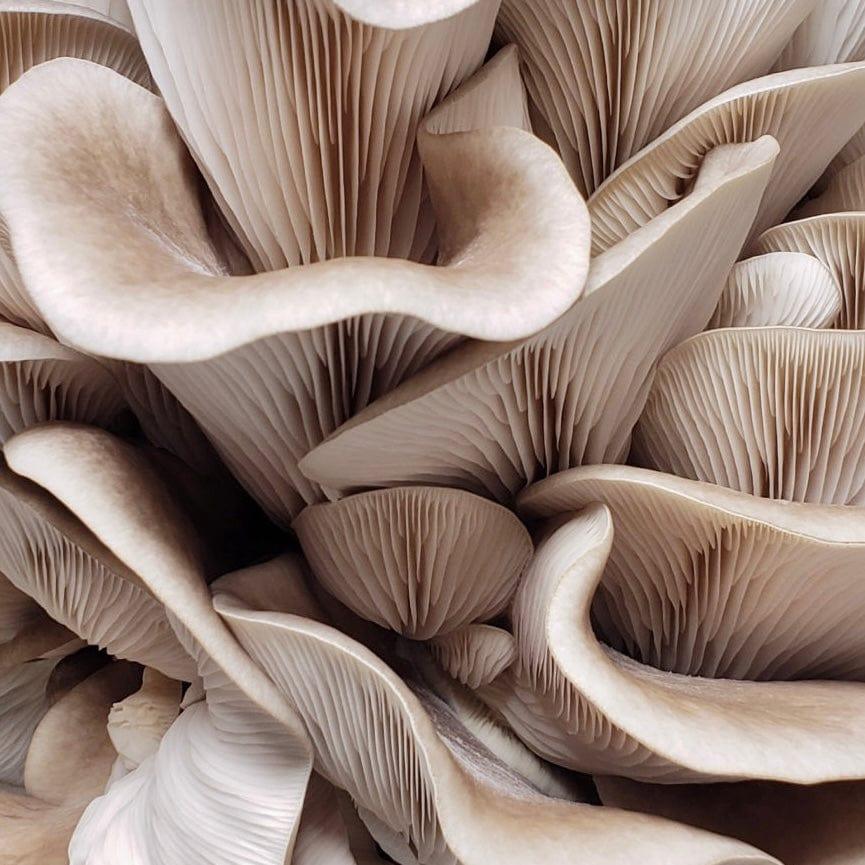 Organic Italian Oyster Mushroom Grow Kit Fruiting Block North Spore