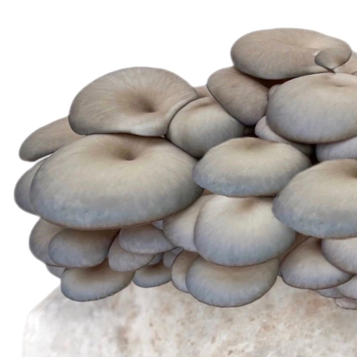 Organic Blue Oyster Mushroom Grow Kit Fruiting Block North Spore