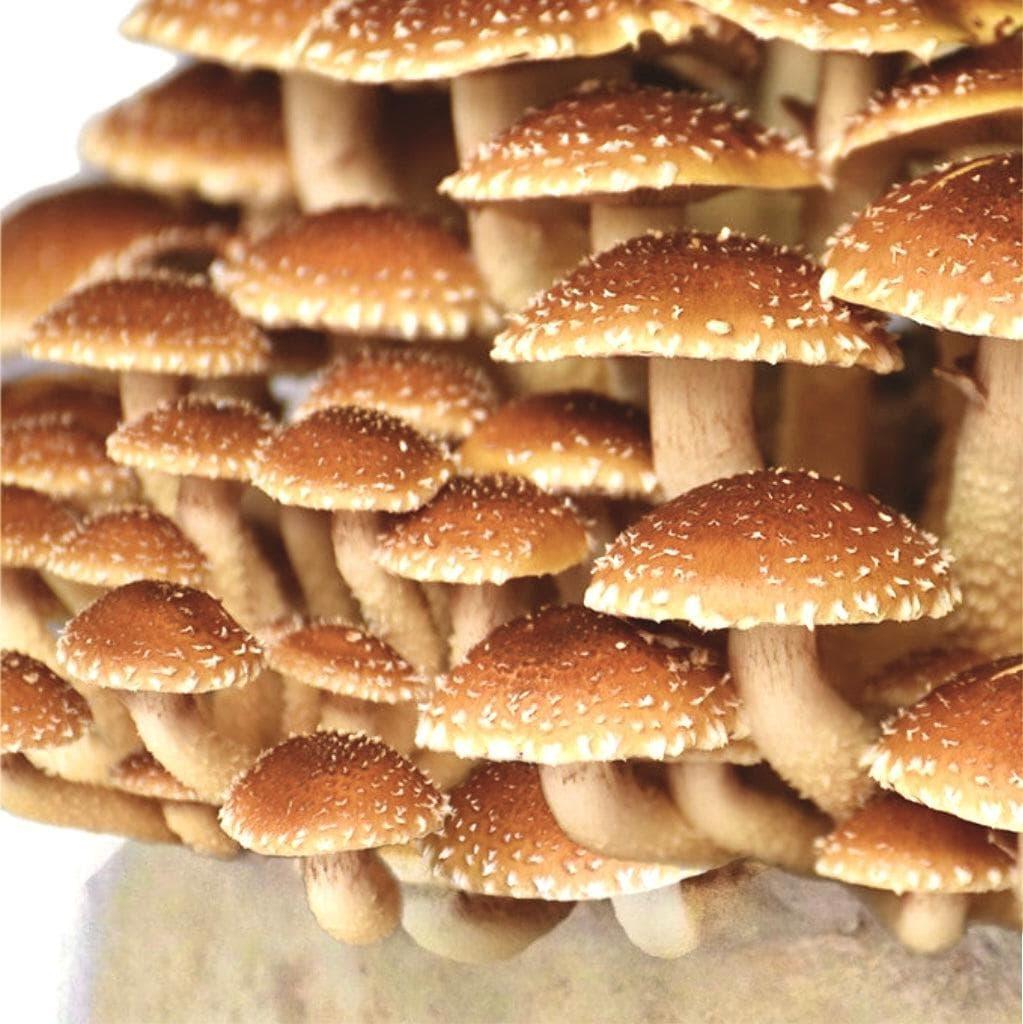 Organic Chestnut Mushroom Grow Kit Fruiting Block With Instructions North Spore