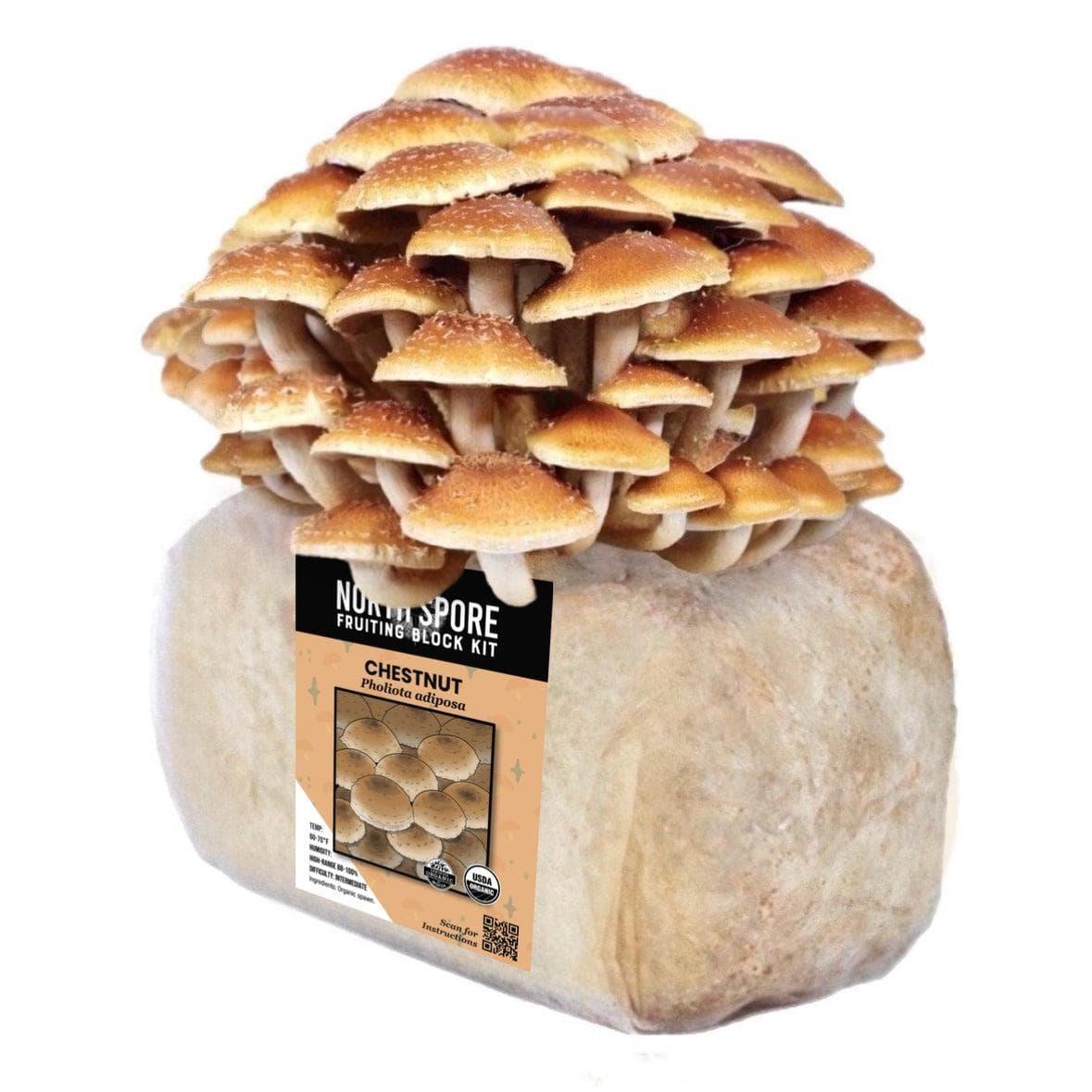 Organic Chestnut Mushroom Grow Kit Fruiting Block With Instructions North Spore