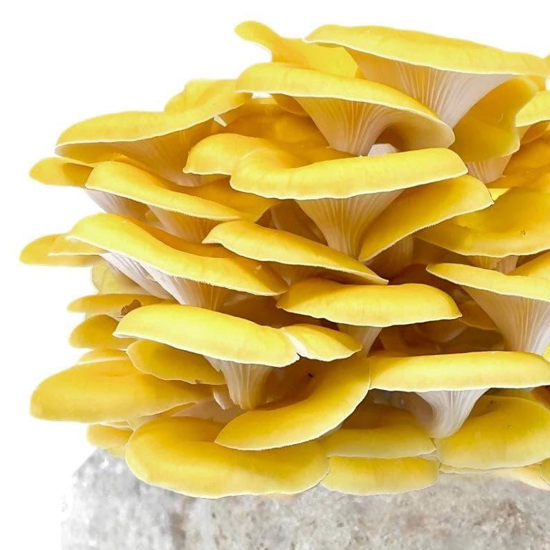 Organic Golden Oyster Mushroom Grow Kit Fruiting Block North Spore