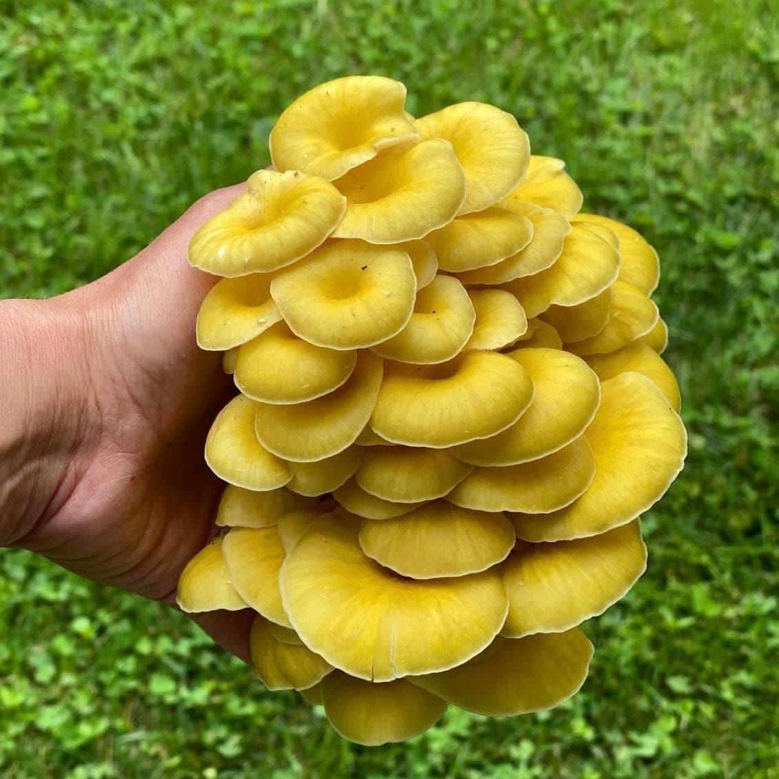 Organic Golden Oyster Mushroom Grow Kit Fruiting Block North Spore