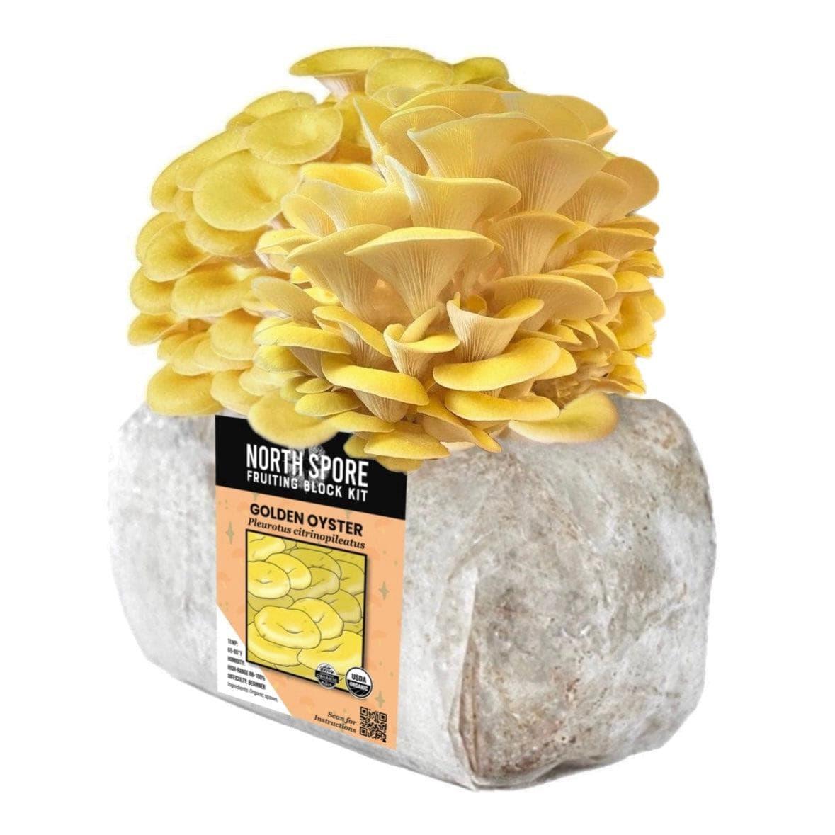 Organic Golden Oyster Mushroom Grow Kit Fruiting Block North Spore
