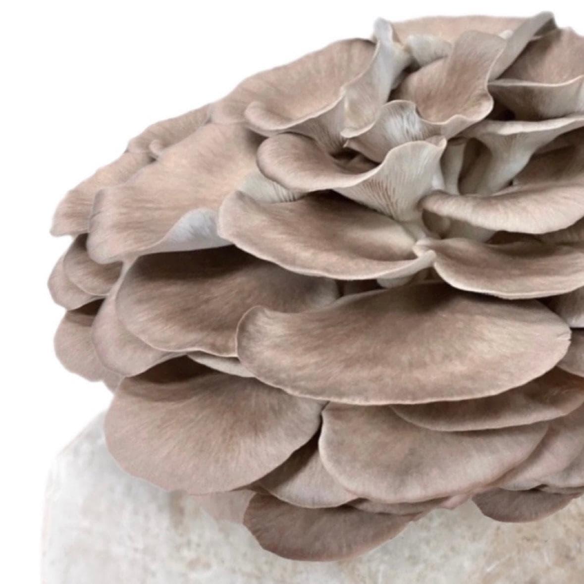 Organic Italian Oyster Mushroom Grow Kit Fruiting Block North Spore